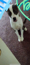 Lost Male Dog last seen Was left by someone near S Shelby St., Louisville, KY 40203
