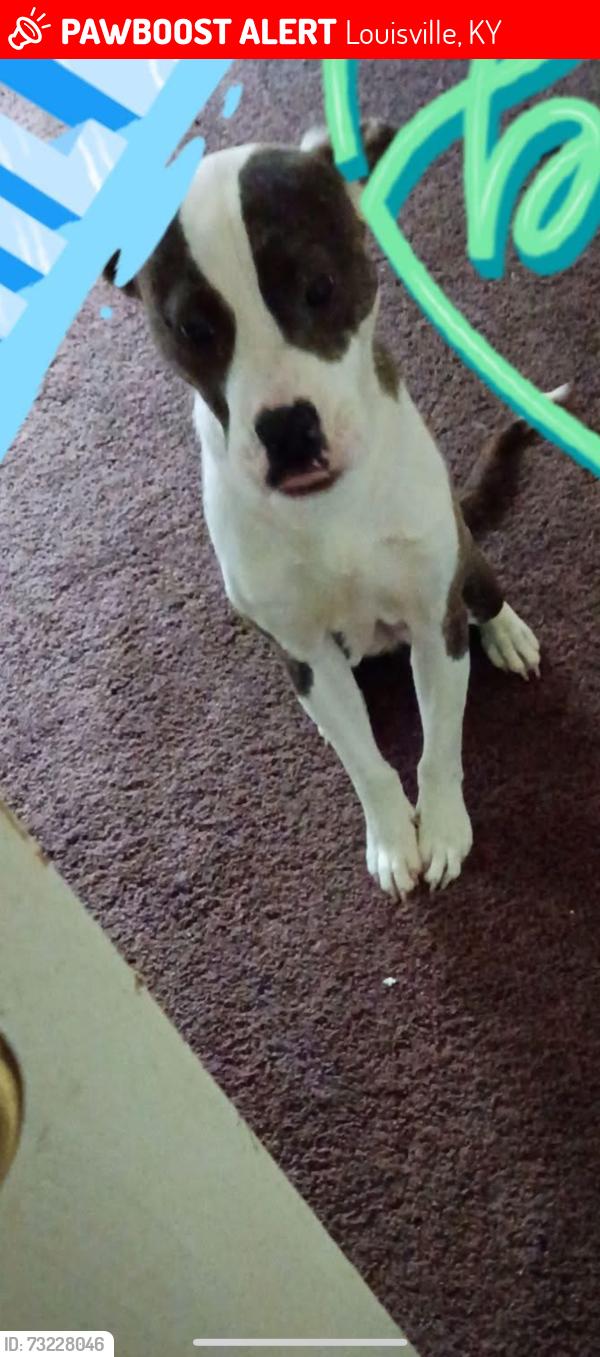 Lost Male Dog last seen Was left by someone near S Shelby St., Louisville, KY 40203