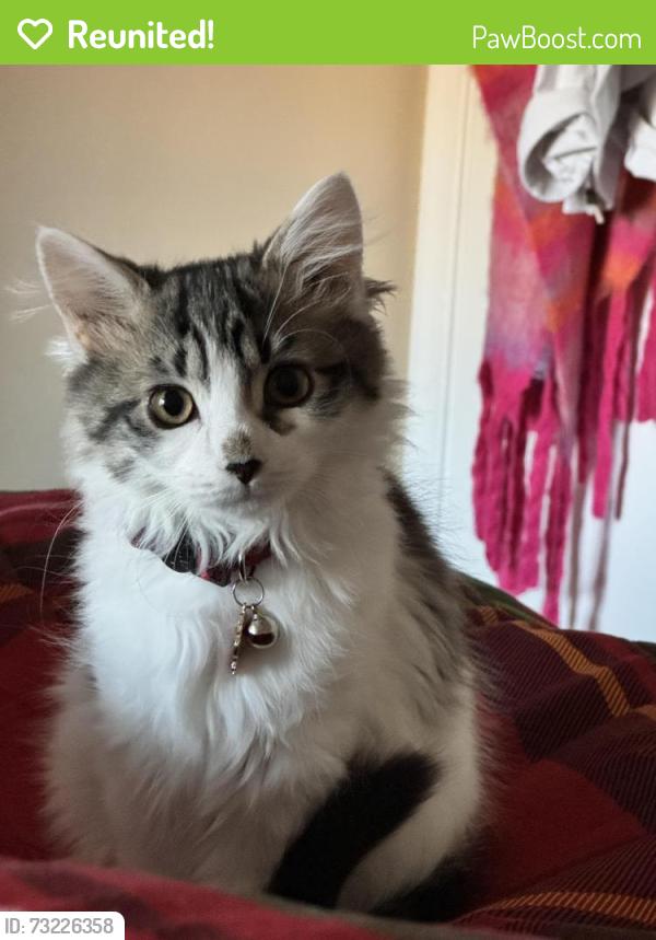 Reunited Female Cat last seen Corner of Tilden Way in Edgewater, MD on the doorstep of 186, Edgewater, MD 21037