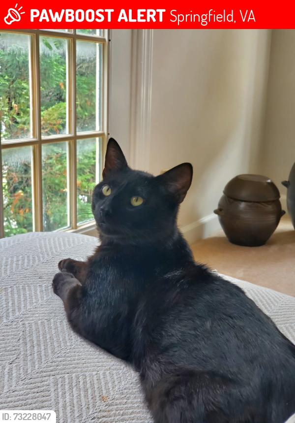 Lost Male Cat last seen Giant, South Run, VA 22153