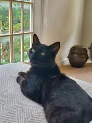 Lost Male Cat last seen Giant, South Run, VA 22153