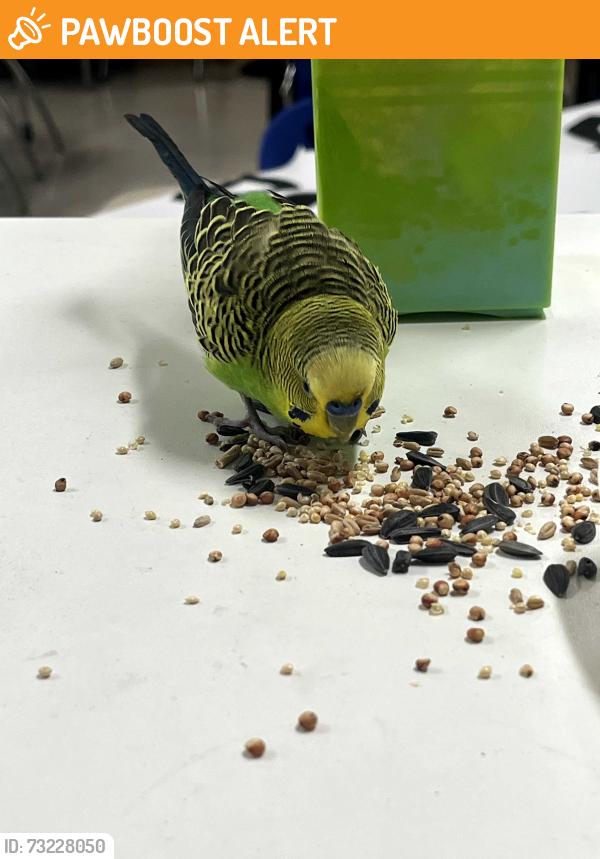 Found/Stray Unknown Bird last seen Grossmont High, San Diego County, CA 92019