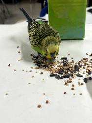 Found/Stray Unknown Bird last seen Grossmont High, San Diego County, CA 92019
