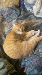 Lost Male Cat last seen Shawnee , Ricon, yucca Loma rd, Apple Valley, CA 92308