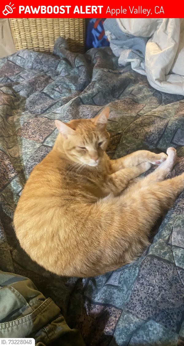 Lost Male Cat last seen Shawnee , Ricon, yucca Loma rd, Apple Valley, CA 92308