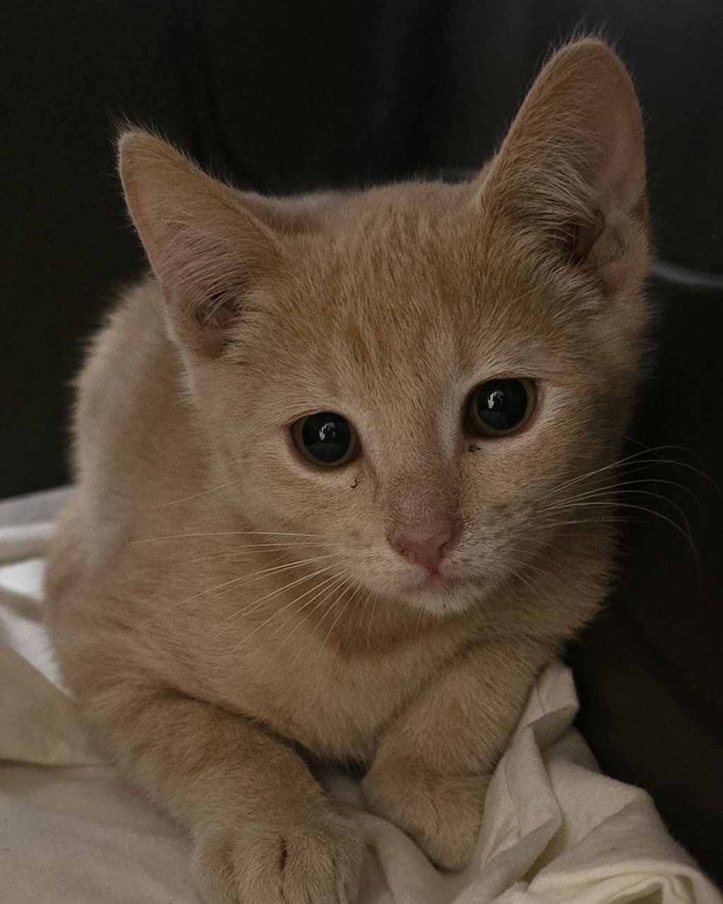 Shelter Stray Unknown Cat last seen Near Mandeville Road, Santee, CA, 92071, El Cajon, CA 92020, USA
