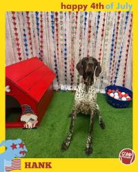 Lost Male Dog last seen E Horizon Ridge Pkwy and Ray Blvd Trail, Henderson, NV 89002
