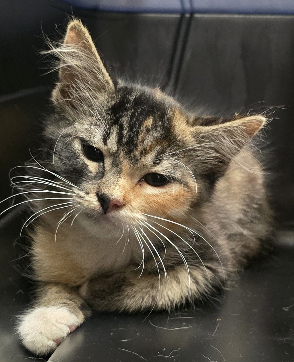 Shelter Stray Female Cat last seen Near Mandeville Road, Santee, CA, 92071, El Cajon, CA 92020, USA