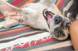 Shelter Stray Female Dog last seen Near L Street, San Diego, CA, 92102, 5500 Gaines St, San Diego, CA 92110, USA