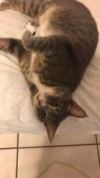Lost Female Cat last seen Orange lane & Archor Rd, Casselberry, FL 32707