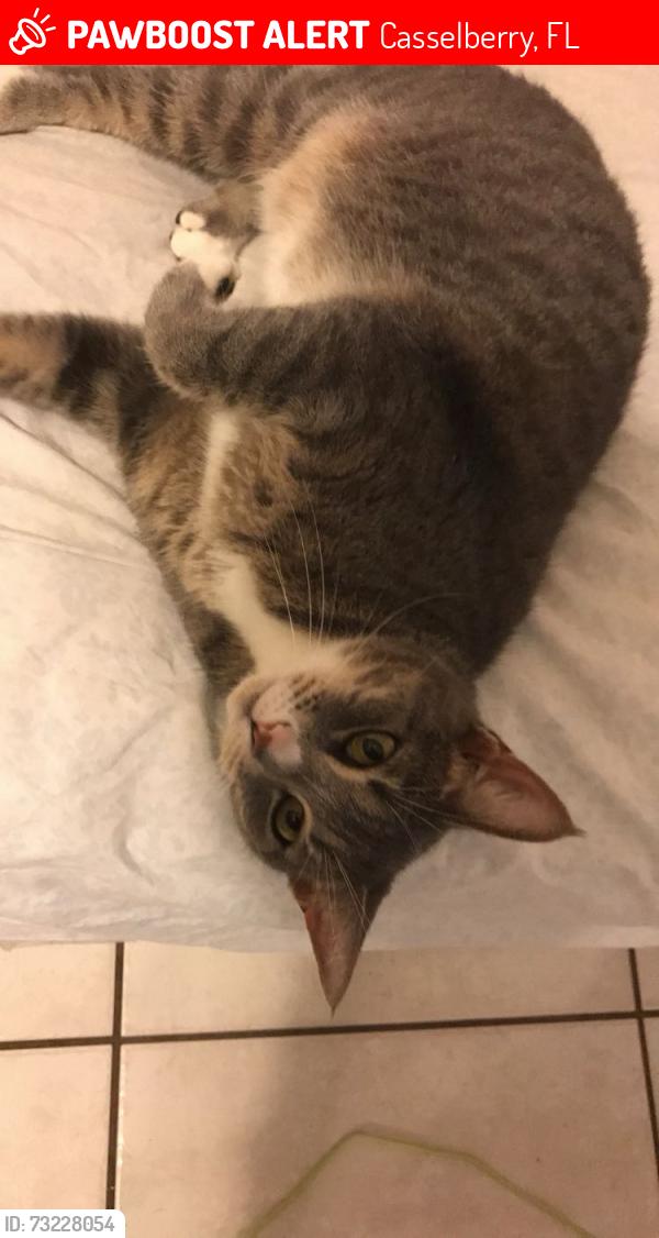 Lost Female Cat last seen Orange lane & Archor Rd, Casselberry, FL 32707