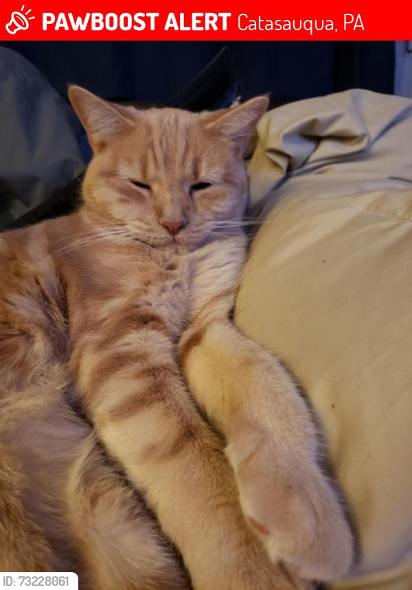 Lost Male Cat last seen Near bridge st Catasauqua pa 18032, Catasauqua, PA 18032