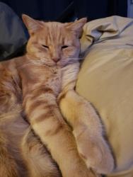 Lost Male Cat last seen Near bridge st Catasauqua pa 18032, Catasauqua, PA 18032