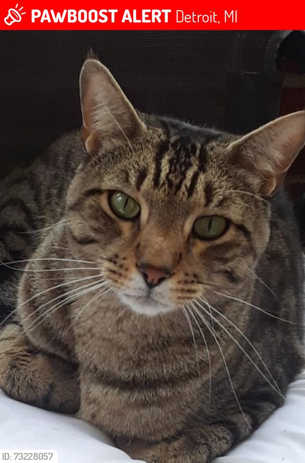 Lost Male Cat last seen East State Fair & Dequindre, Detroit, MI 48234