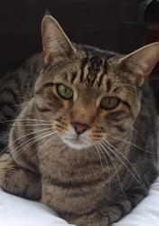 Lost Male Cat last seen East State Fair & Dequindre, Detroit, MI 48234