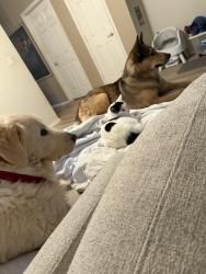 Lost Male Dog last seen Coaches crossing, Pflugerville, TX 78660