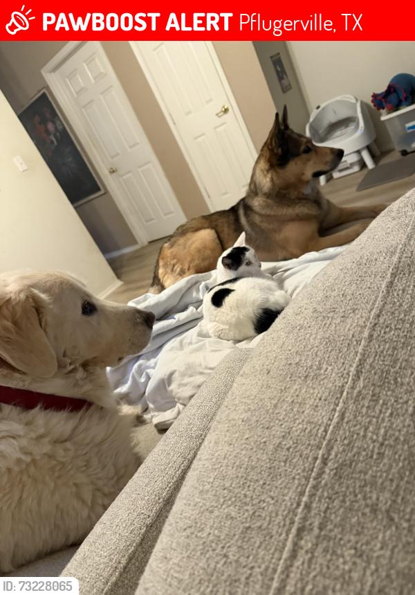 Lost Male Dog last seen Coaches crossing, Pflugerville, TX 78660