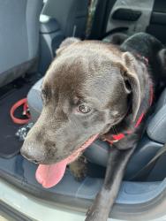 Found/Stray Male Dog last seen Near Salem Springs Dr. near the community pond, Winston-Salem, NC 27107