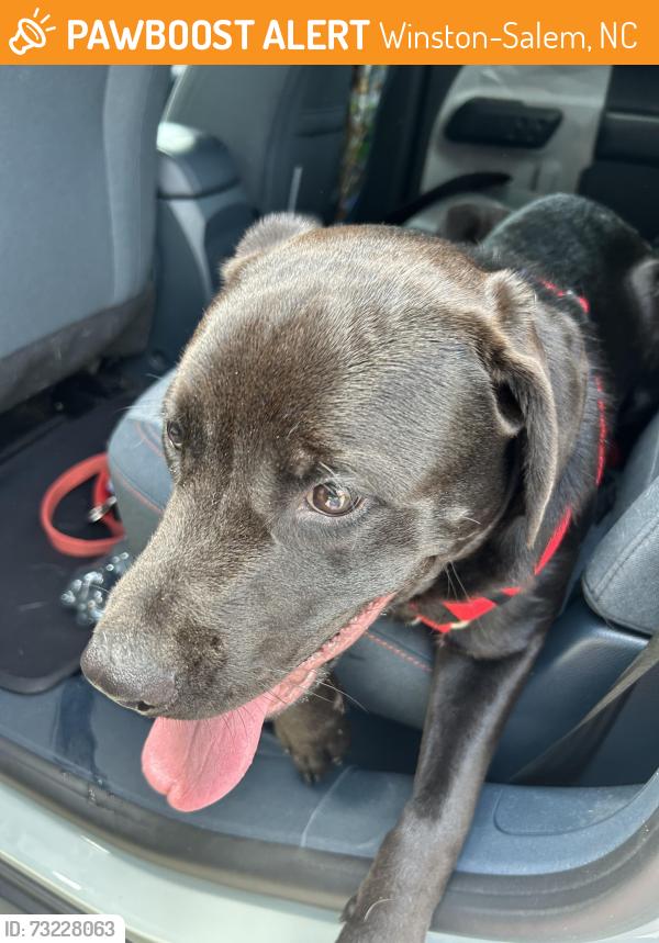 Found/Stray Male Dog last seen Near Salem Springs Dr. near the community pond, Winston-Salem, NC 27107