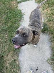 Found/Stray Male Dog last seen Wells, Sherman, TX 75090