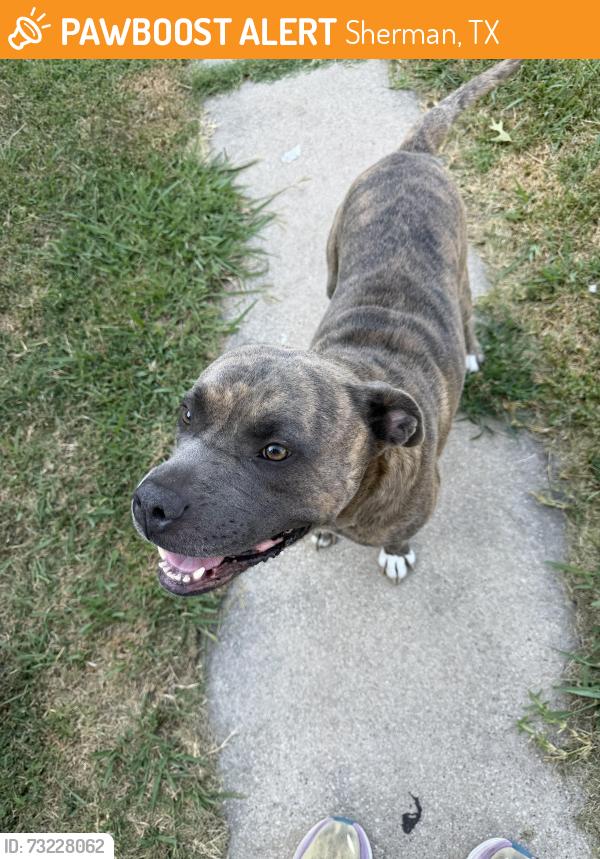 Found/Stray Male Dog last seen Wells, Sherman, TX 75090