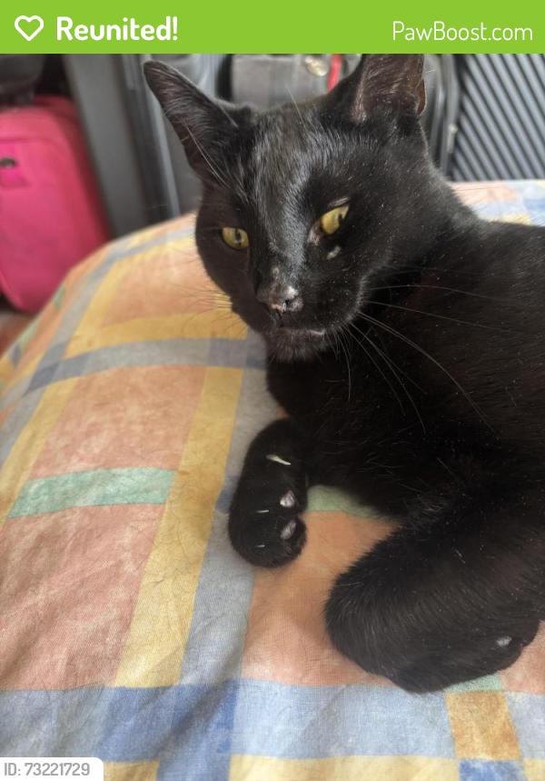 Reunited Male Cat last seen Near Galpins road, Mitcham, England CR7 6EW