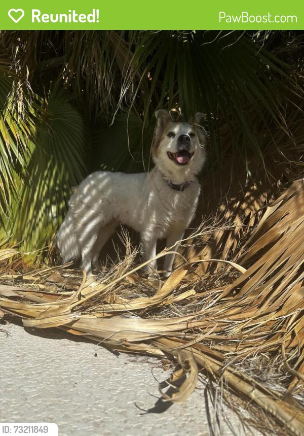 Reunited Female Dog last seen Magnesium and Basic, Henderson, NV 89015