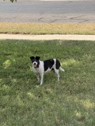 Found/Stray Unknown Dog last seen West Circle and Delano, Midland, TX 79703
