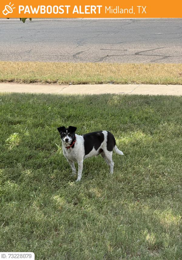 Found/Stray Unknown Dog last seen West Circle and Delano, Midland, TX 79703