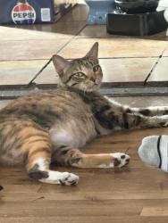 Lost Female Cat last seen San Antonio, San Jose, CA 95116
