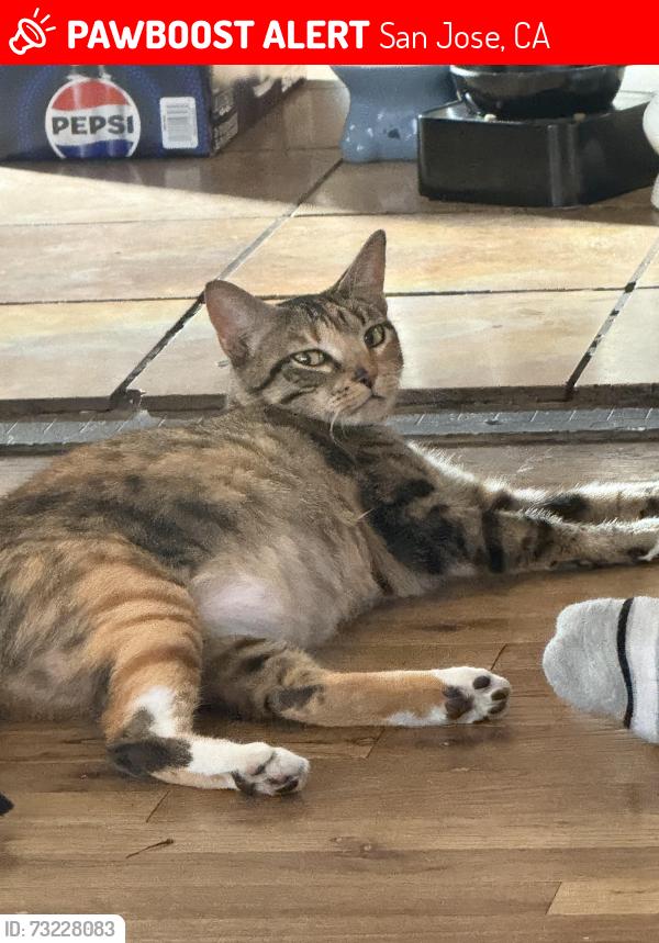 Lost Female Cat last seen San Antonio, San Jose, CA 95116