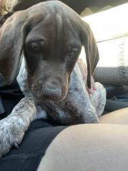 Reunited Female Dog last seen Hermosa, center, Norwick, Rancho Cucamonga, CA 91730