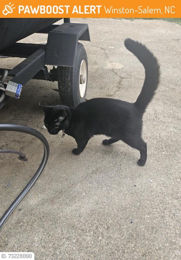 Found/Stray Male Cat last seen Shattalon circle, Winston-Salem, NC 27106