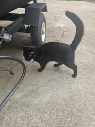 Found/Stray Male Cat last seen Shattalon circle, Winston-Salem, NC 27106