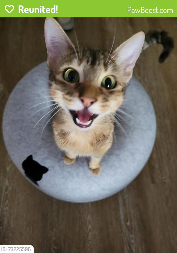 Reunited Female Cat last seen On Anita across from O’Riley shopping center, Castro Valley, CA 94546