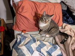 Lost Female Cat last seen Near State St., Biddeford, ME 04005