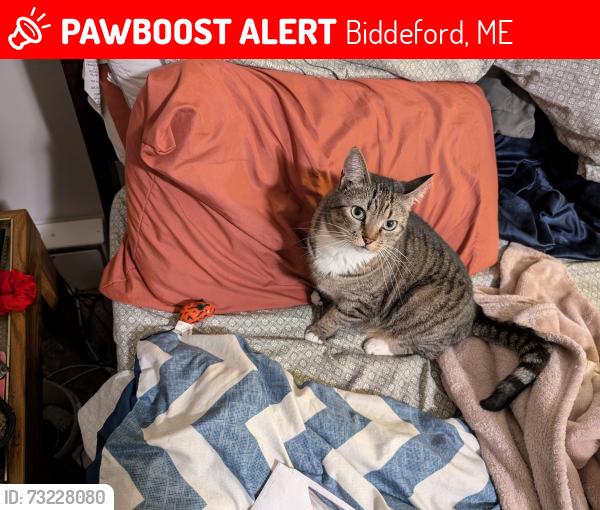 Lost Female Cat last seen Near State St., Biddeford, ME 04005
