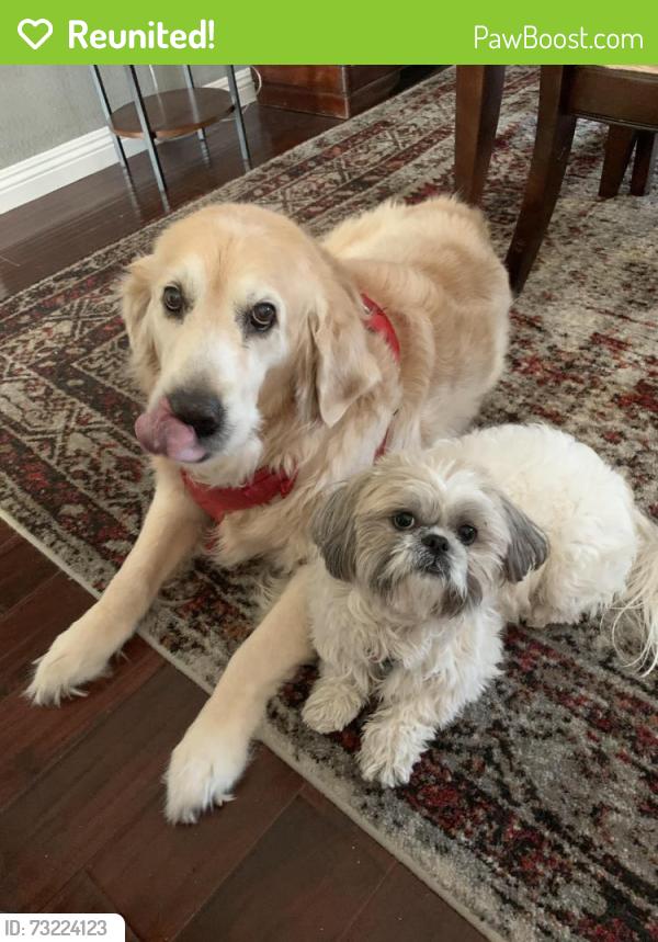 Reunited Male Dog last seen Midlands apmts on Suncrest, Johnson City, TN 37615