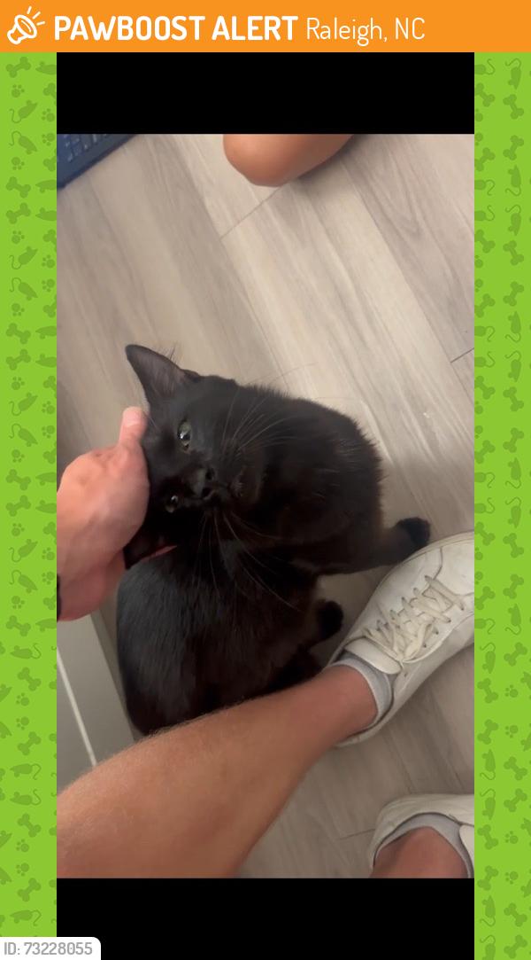 Found/Stray Male Cat last seen He was near the St. Albans Lofts dog park, Raleigh, NC 27609
