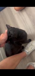 Found/Stray Male Cat last seen He was near the St. Albans Lofts dog park, Raleigh, NC 27609