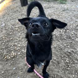 Shelter Stray Male Dog last seen , Animal Care & Control Team of Philly, 111 W Hunting Park Ave, Philadelphia, PA 19140, USA