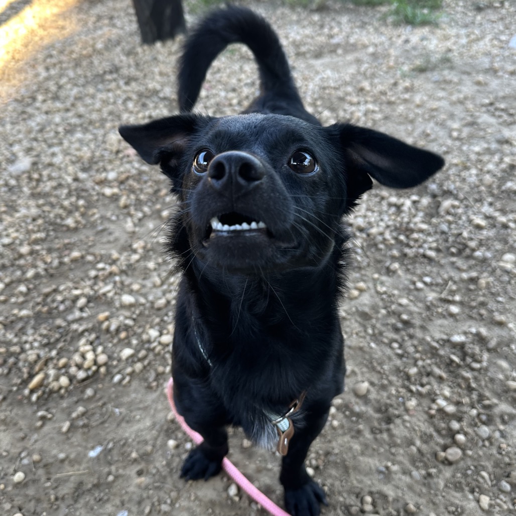 Shelter Stray Male Dog last seen , Animal Care & Control Team of Philly, 111 W Hunting Park Ave, Philadelphia, PA 19140, USA