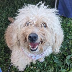 Shelter Stray Female Dog last seen , Animal Care & Control Team of Philly, 111 W Hunting Park Ave, Philadelphia, PA 19140, USA