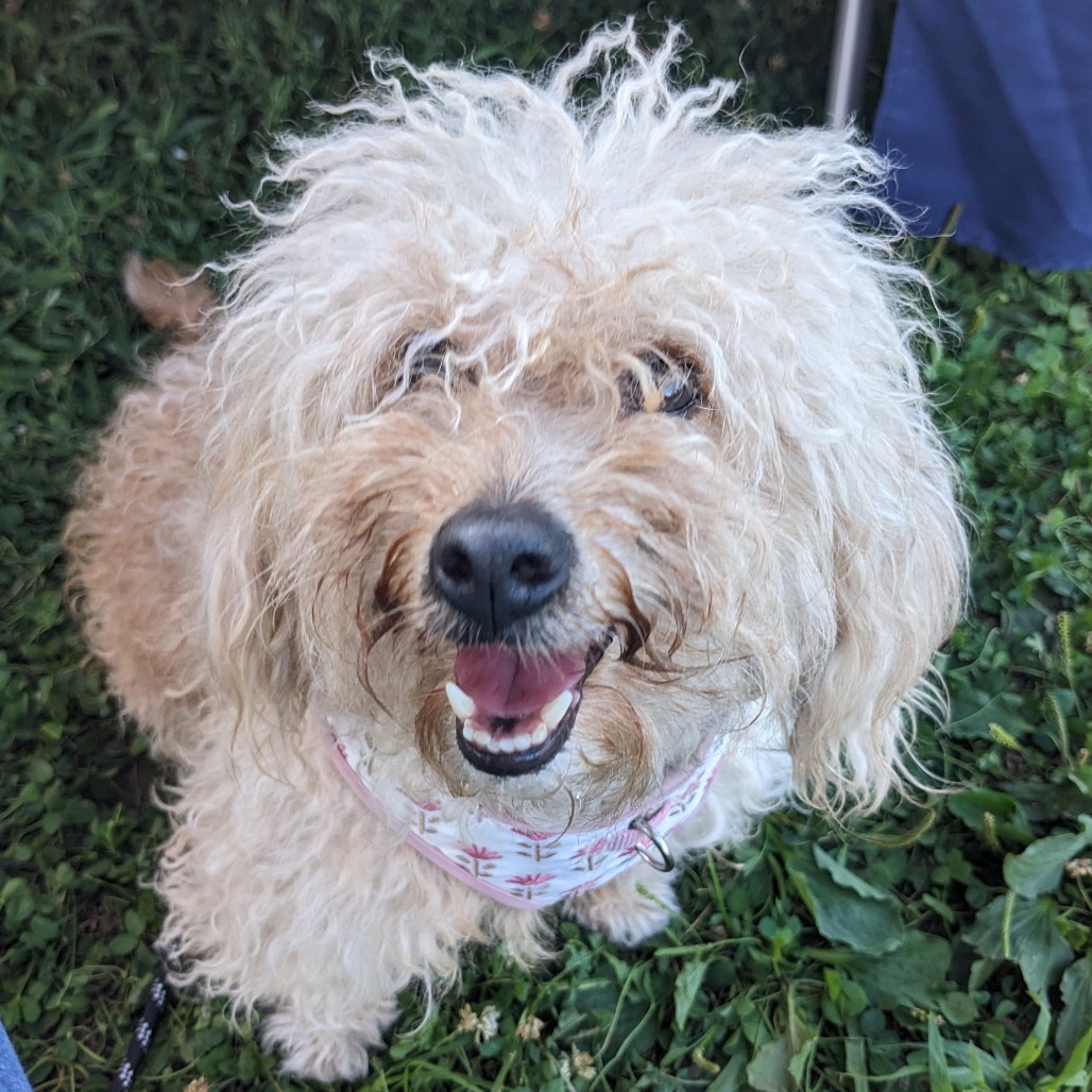 Shelter Stray Female Dog last seen , Animal Care & Control Team of Philly, 111 W Hunting Park Ave, Philadelphia, PA 19140, USA