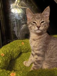 Lost Male Cat last seen The Valfre at Avenida 26 apmts, Forest Grove, OR 97116