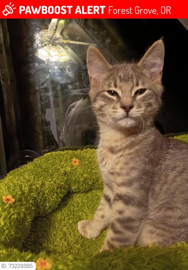 Lost Male Cat last seen The Valfre at Avenida 26 apmts, Forest Grove, OR 97116