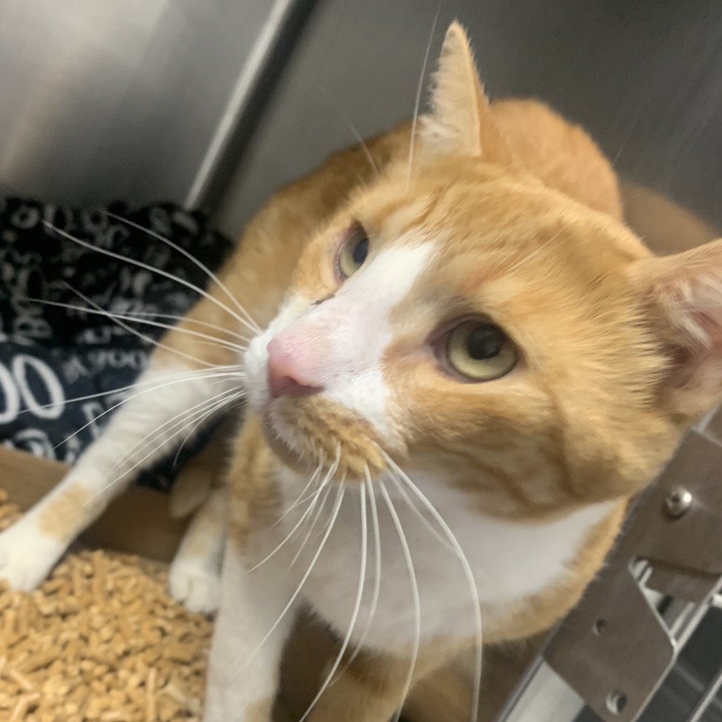 Shelter Stray Male Cat last seen , 3100 Deats Rd, Dickinson, TX 77539, USA