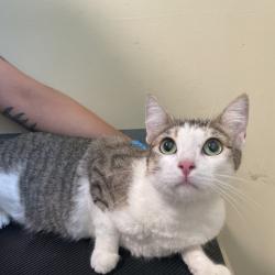 Shelter Stray Female Cat last seen , 361 S Raymond Ave, Pasadena, CA 91105, USA