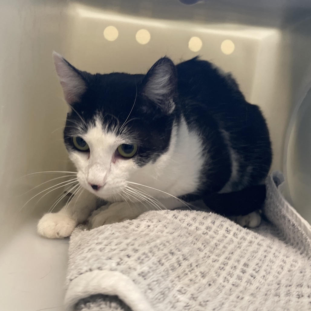 Shelter Stray Female Cat last seen , 361 S Raymond Ave, Pasadena, CA 91105, USA