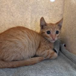 Shelter Stray Male Cat last seen , 361 S Raymond Ave, Pasadena, CA 91105, USA